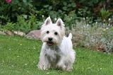 WESTIE 439